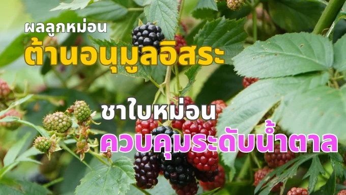 เจาะลึกประโยชน์ของ “ลูกหม่อน” และ “ชาใบหม่อน” ในมุมมองวิทยาศาสตร์
